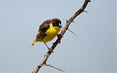 Baglafecht Weaver